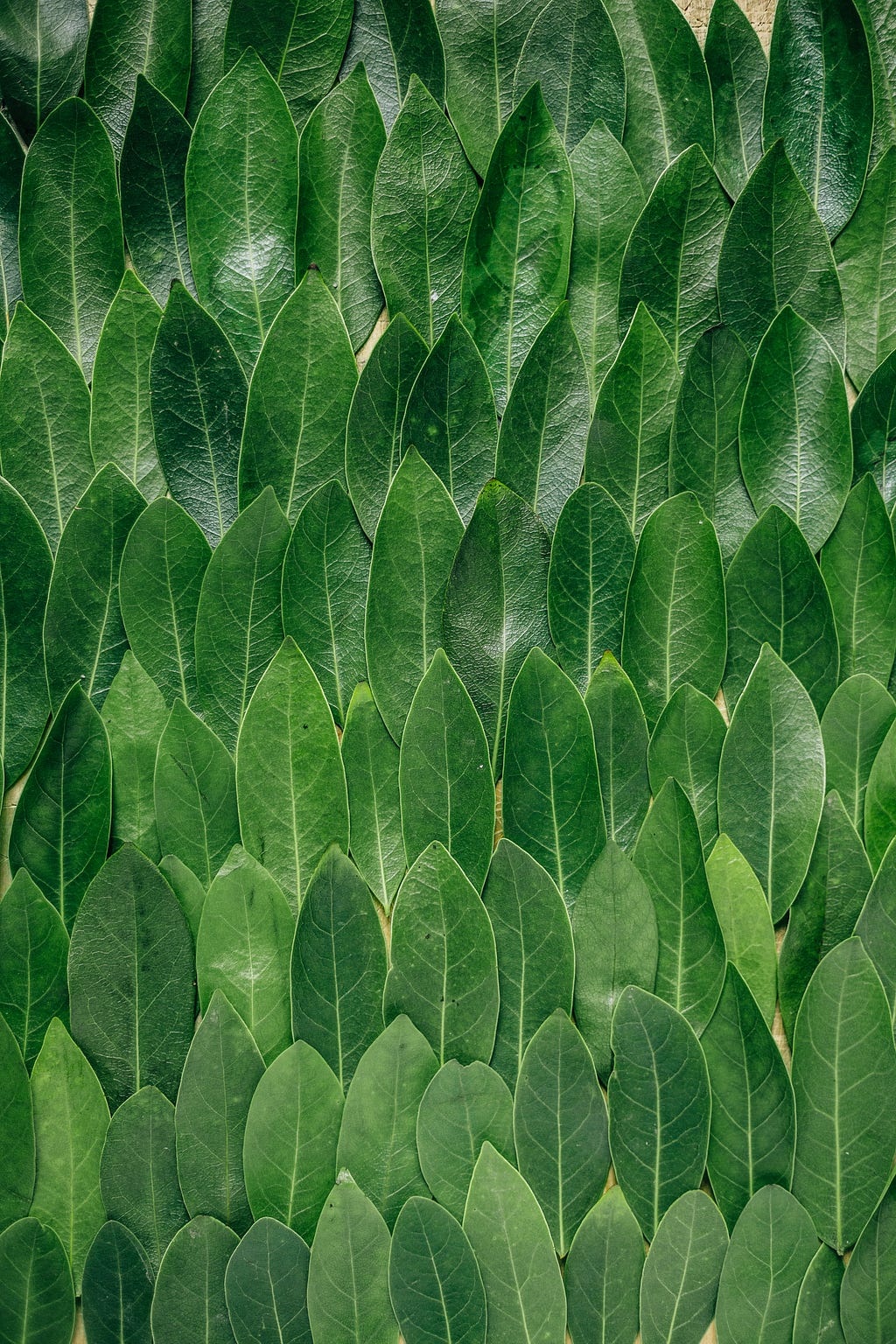 Neat and even rows of green leaves.