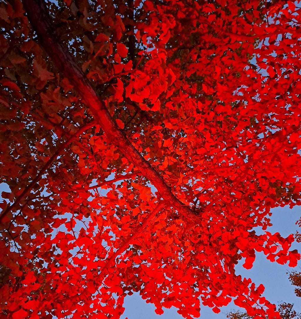 Red light shining the tree at Showa Kinen Park