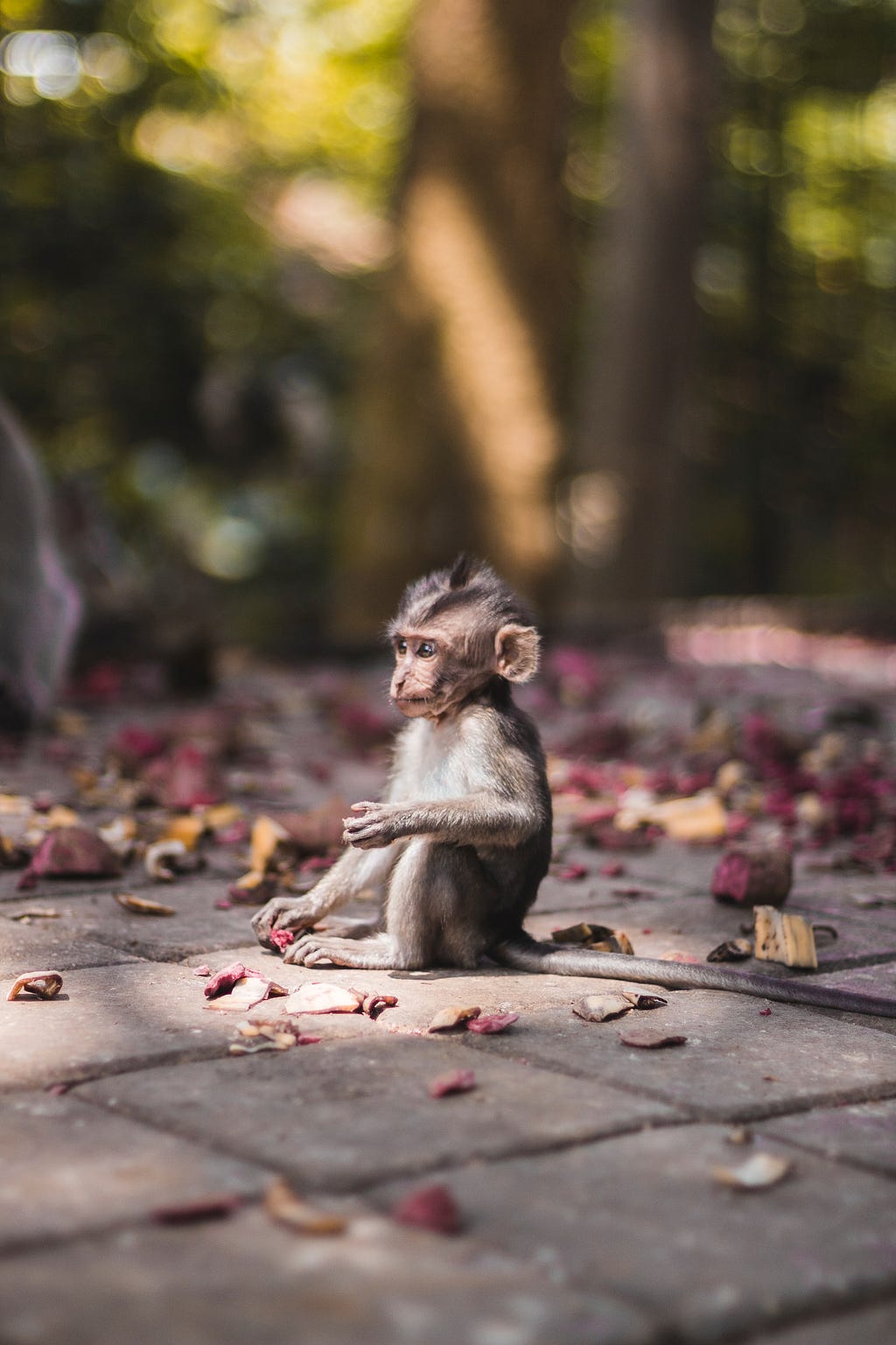 A young monkey looking lost