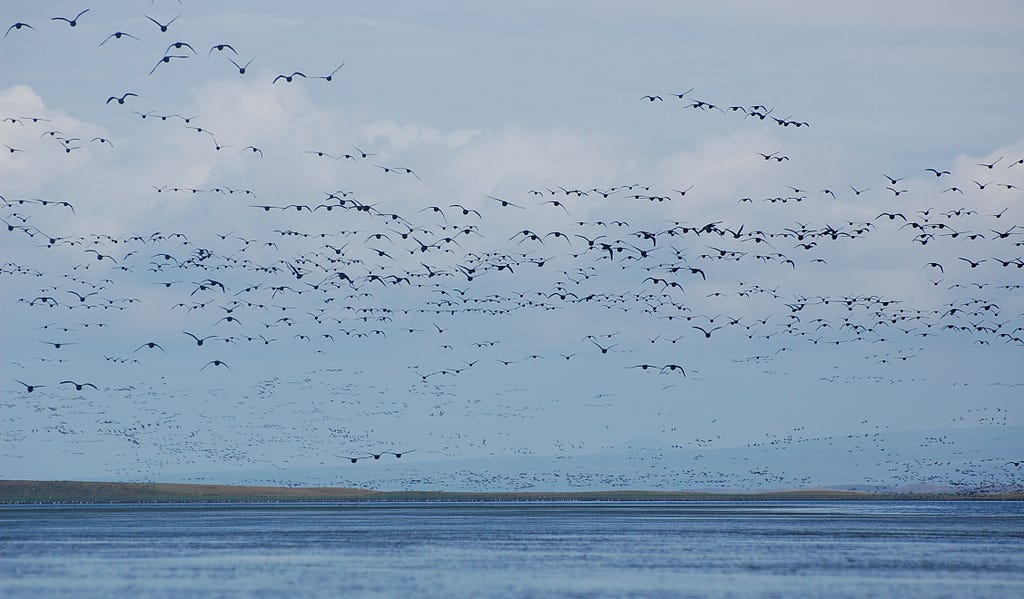 flying black brant flood the sky over a body of water