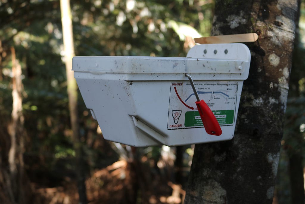 A possum kill trap mounted to a tree in Burnside Escarpment, Albany, Auckland.