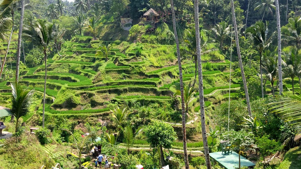 Tegalalang rice terrace Bali