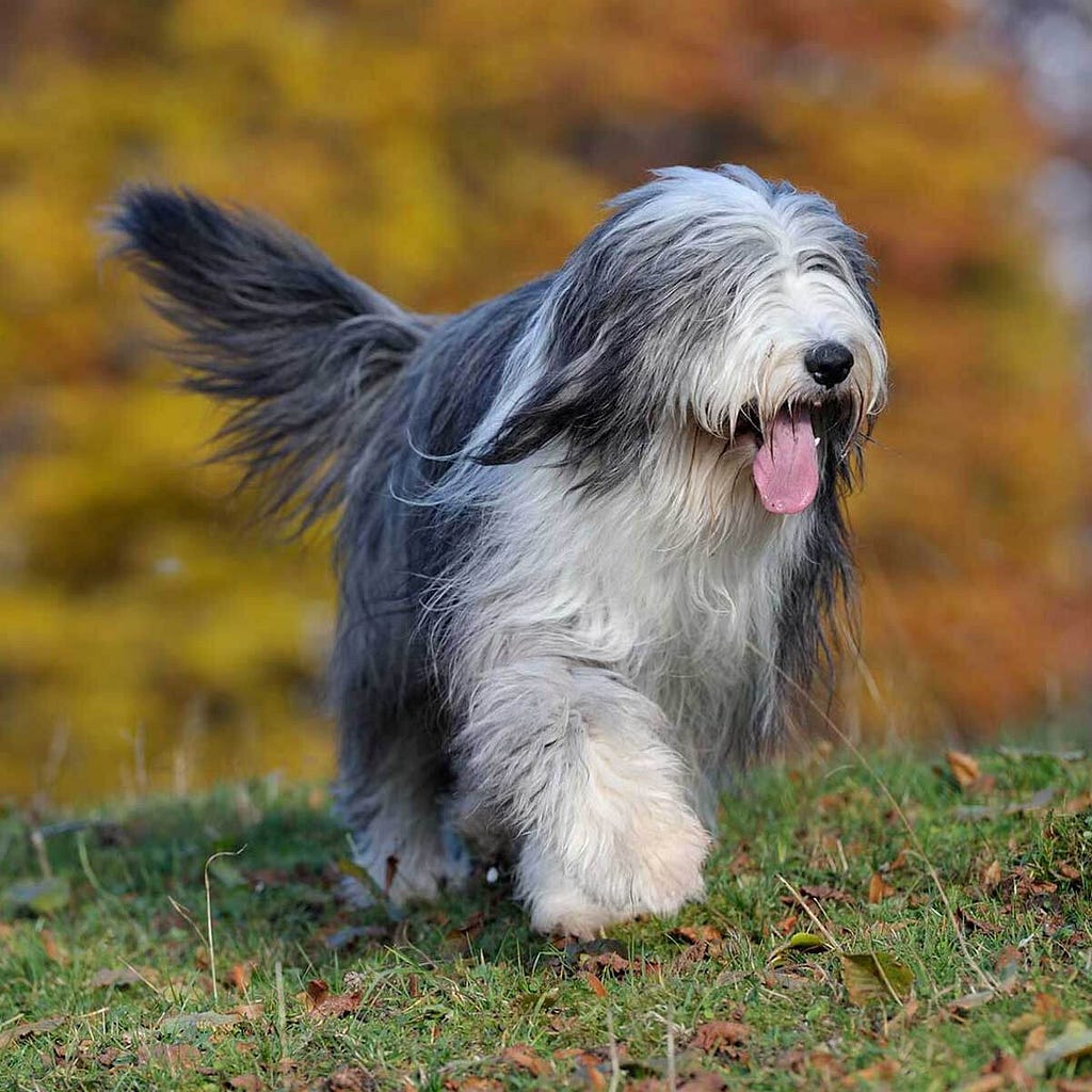 Dog Training Tips — Bearded Collie