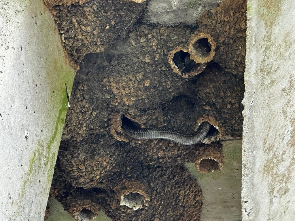 More mud nests with a black rat snake coming out of one nest opening and into another.