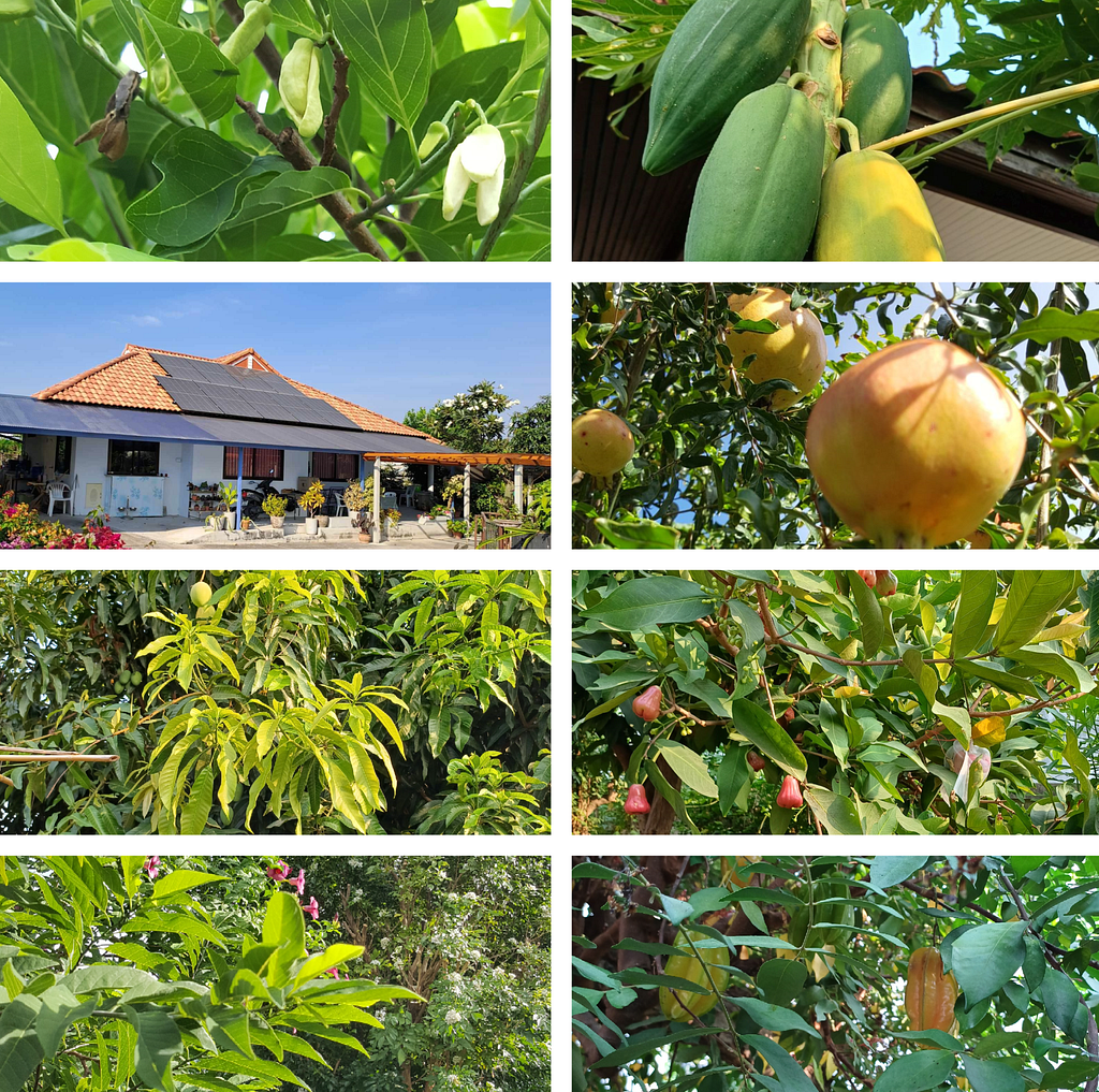 Gardening in Hua Hin ☀️🌴 is a joy! Here are some tips & tricks I’ve learned: 🌱 Choose heat-tolerant plants, 💦 water early morning or late evening, and 🐛 be mindful of local pests. Let’s share our gardening stories!