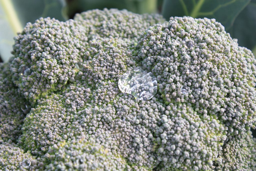 Head of broccoli with water droplet