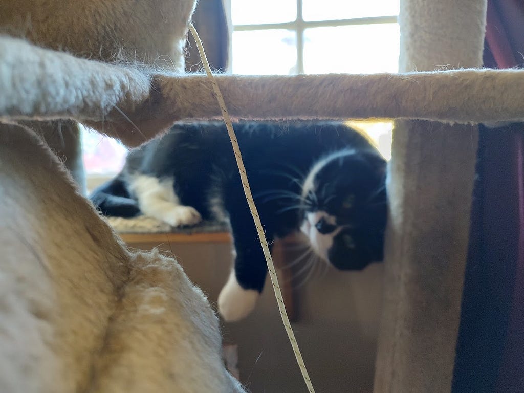 Our tuxedo, Bootsie, is in the window trying to tempt me to play with him