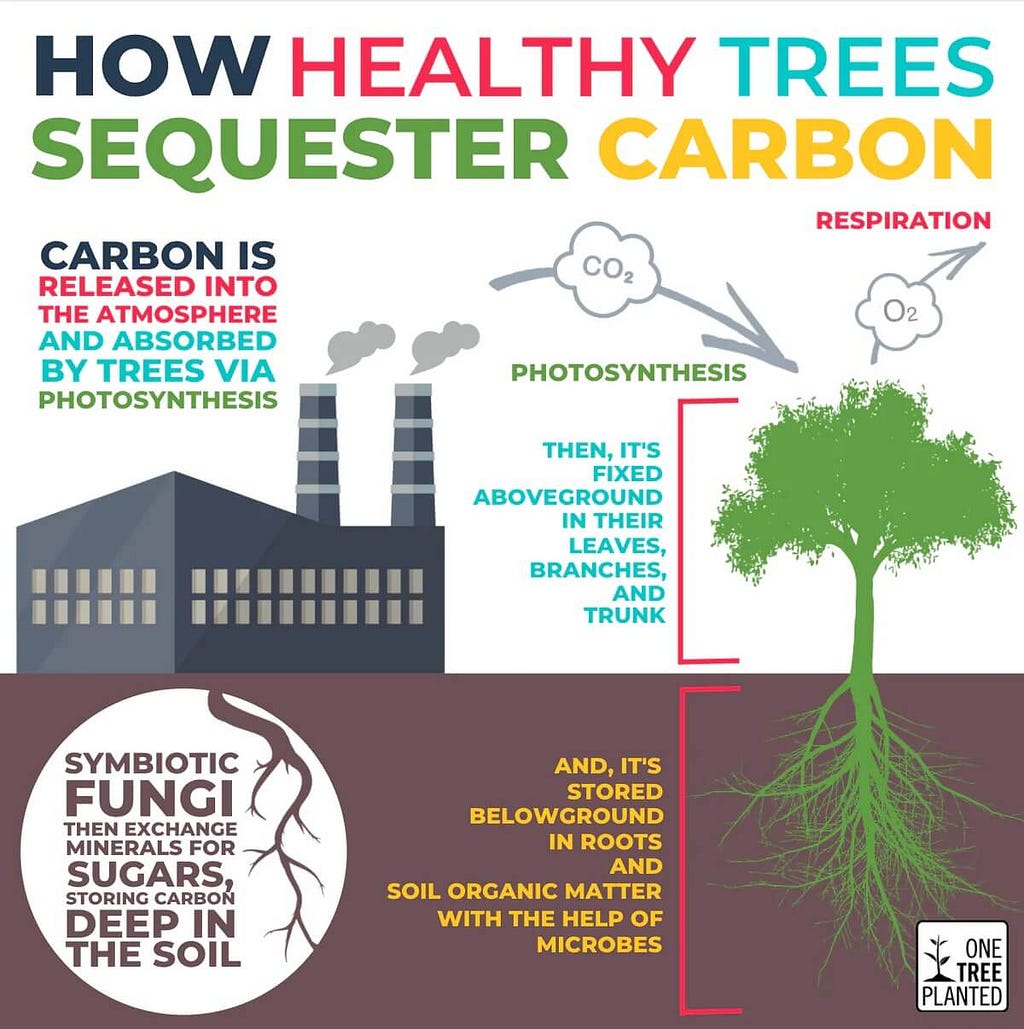 An infographic on how trees can recycle carbon from factories to clean oxygen