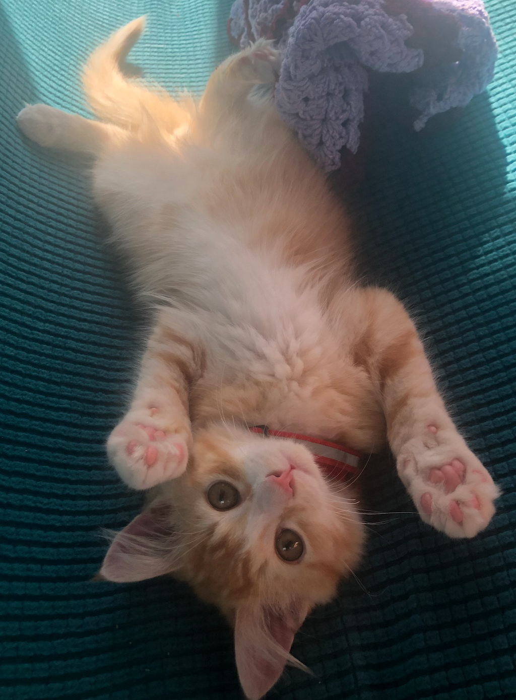 A very cute and cuddly ginger kitten with the tummy up and showing the front paws as if asking to play.