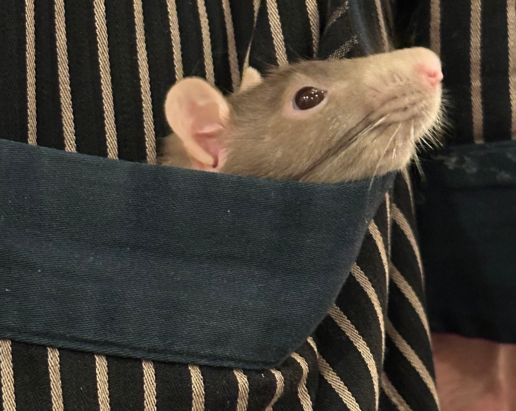 Head of a light brown fancy rat peeking out of a pocket of a pinstripe bathrobe.