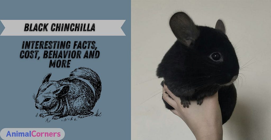 Black Chinchilla | Interesting Facts, Cost, Behavior and More