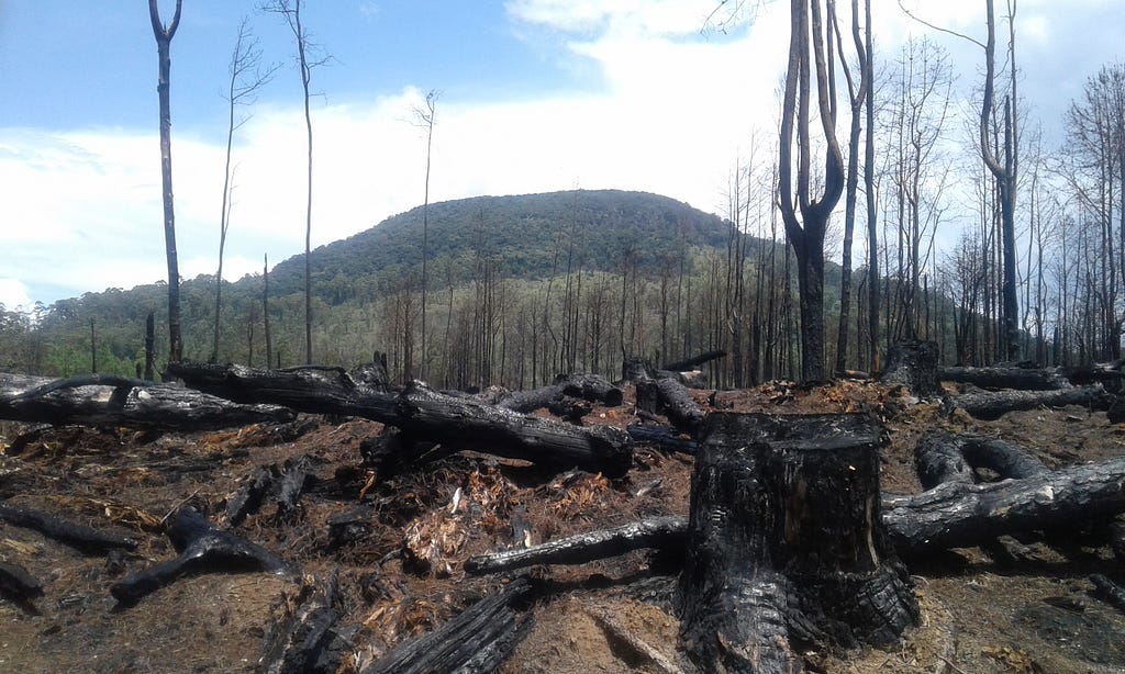 Burnt trees and tree stumps with a mountain outcrop in the background