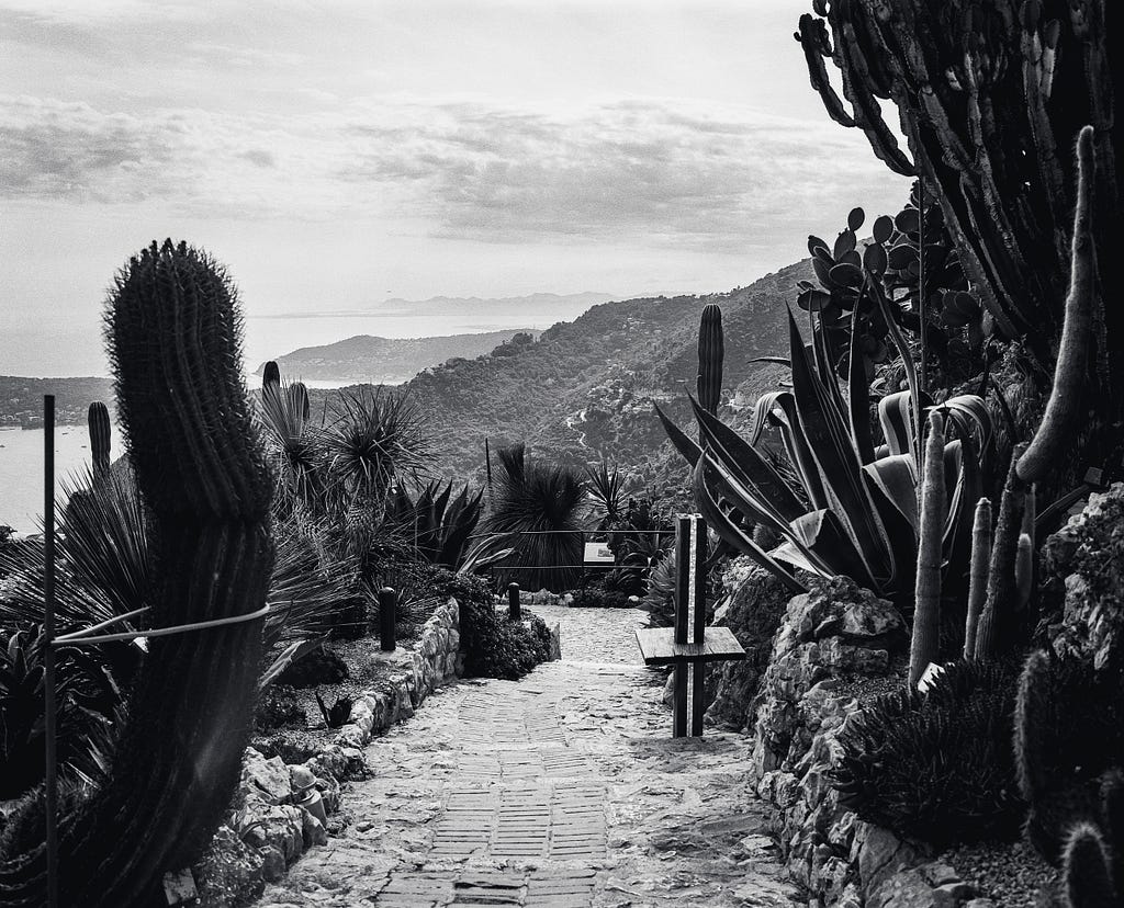 long view between prickly cacti over a mountenous coastline