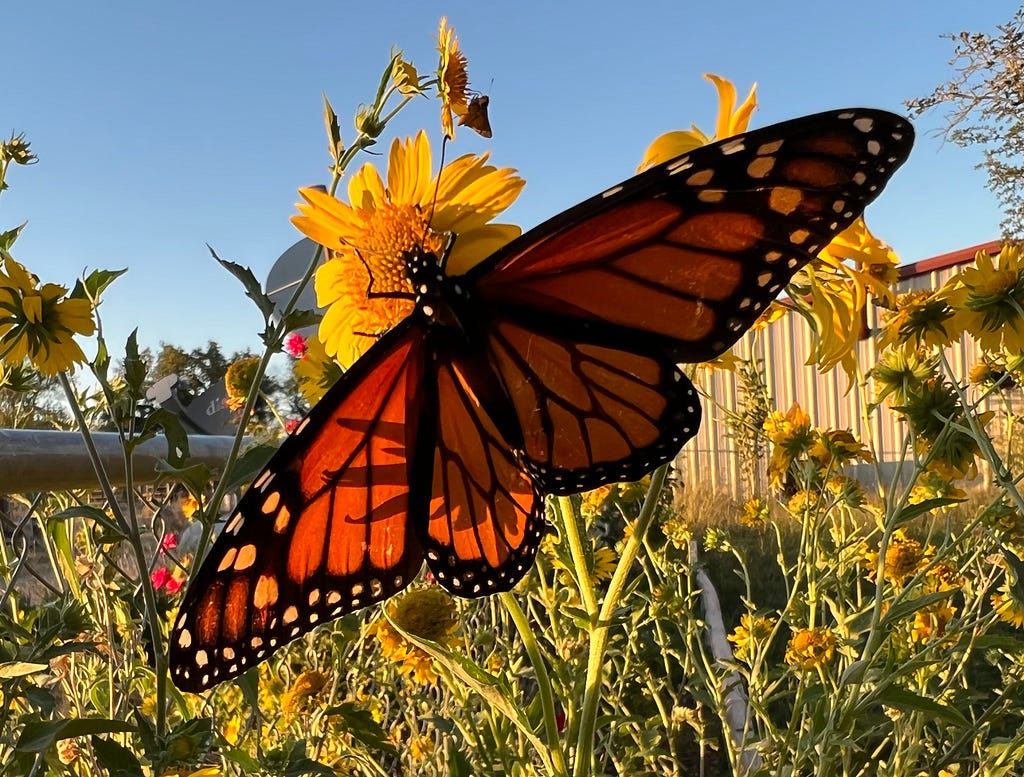 Close image of a monarch butterfly wings spread against a blue sky on a yellow daisy with a country background.
