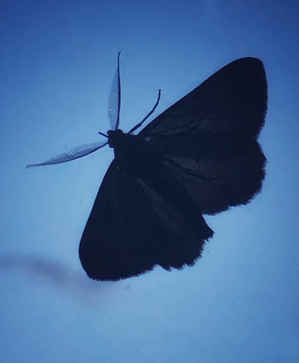 Photo of a moth at dusk.