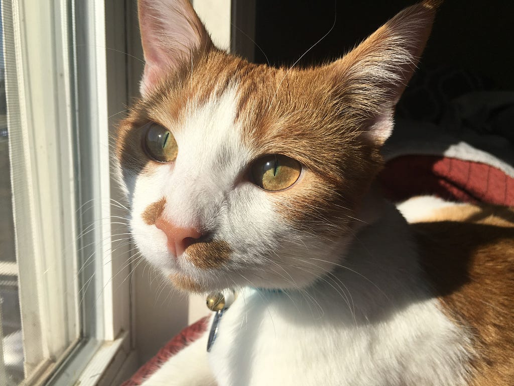 A portrait of an orange and white cat with the sun shining on his face. He has yellow eyes and a pink nose. He has an orange crooked mustache and a circle of orange for a goatee.