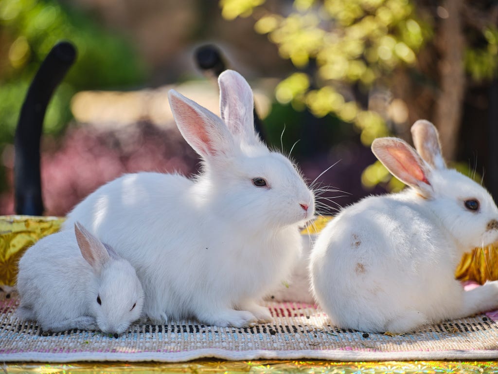 Rabbits can be your besties in several ways. Rabbits are social pet animals.