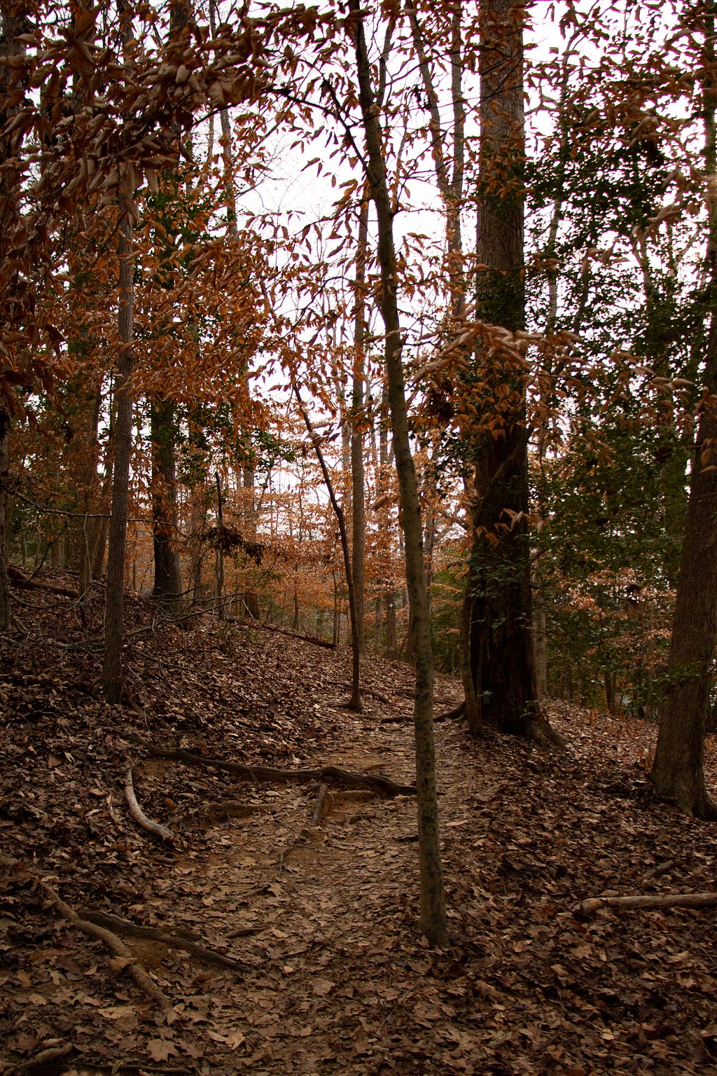 The start of Lake Shore Trail, with trees and orange and brown leaves throughout.