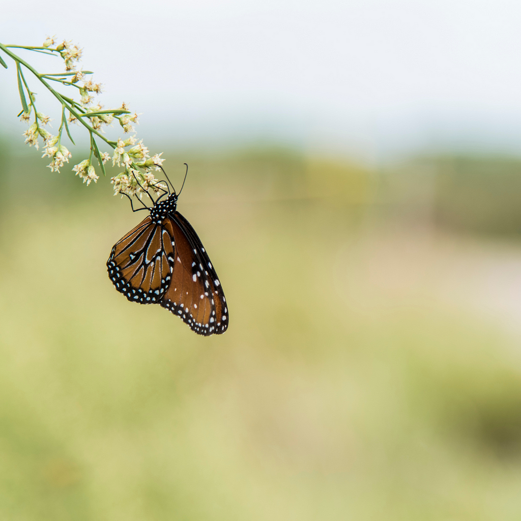 Sobre un fondo borroso en tonos de verde, una mariposa monarca se posa sobre un ramillete de flores blancas.