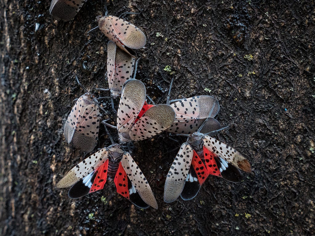 Seven spotted insects, three with outstretched wings showing a bright red interior