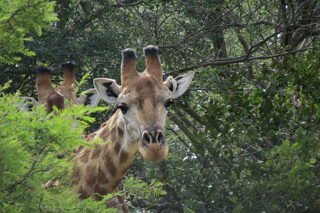 Two giraffe heads peaking from the brush