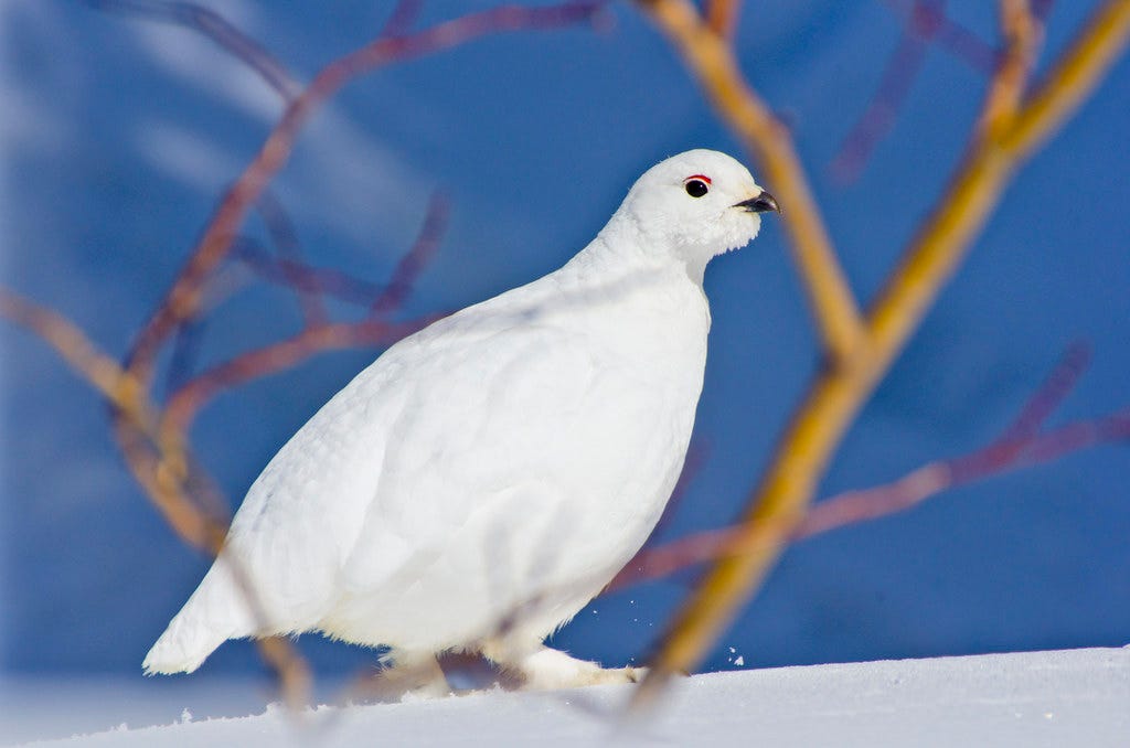 White-tailed ptarmigan with all white feathers walking atop snow