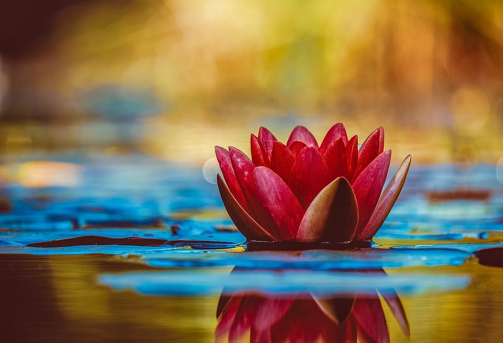 water lily important life changes