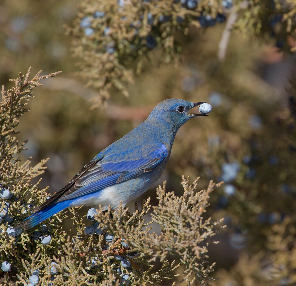 bluebird with berry in beak