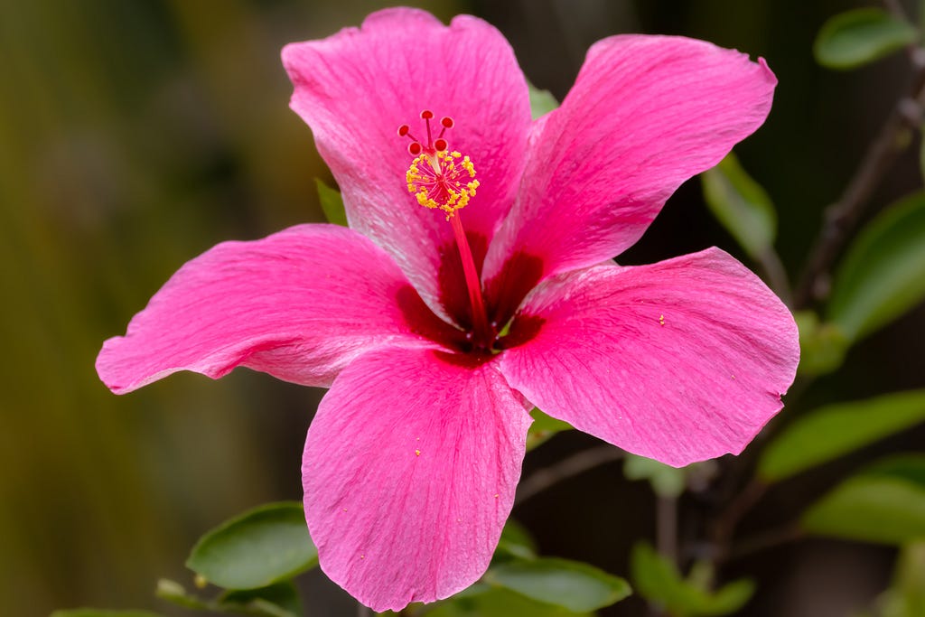 Beauty and Health Benefits of Hibiscus Flowers