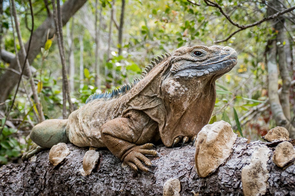 An iguana poses on a log in a forest.