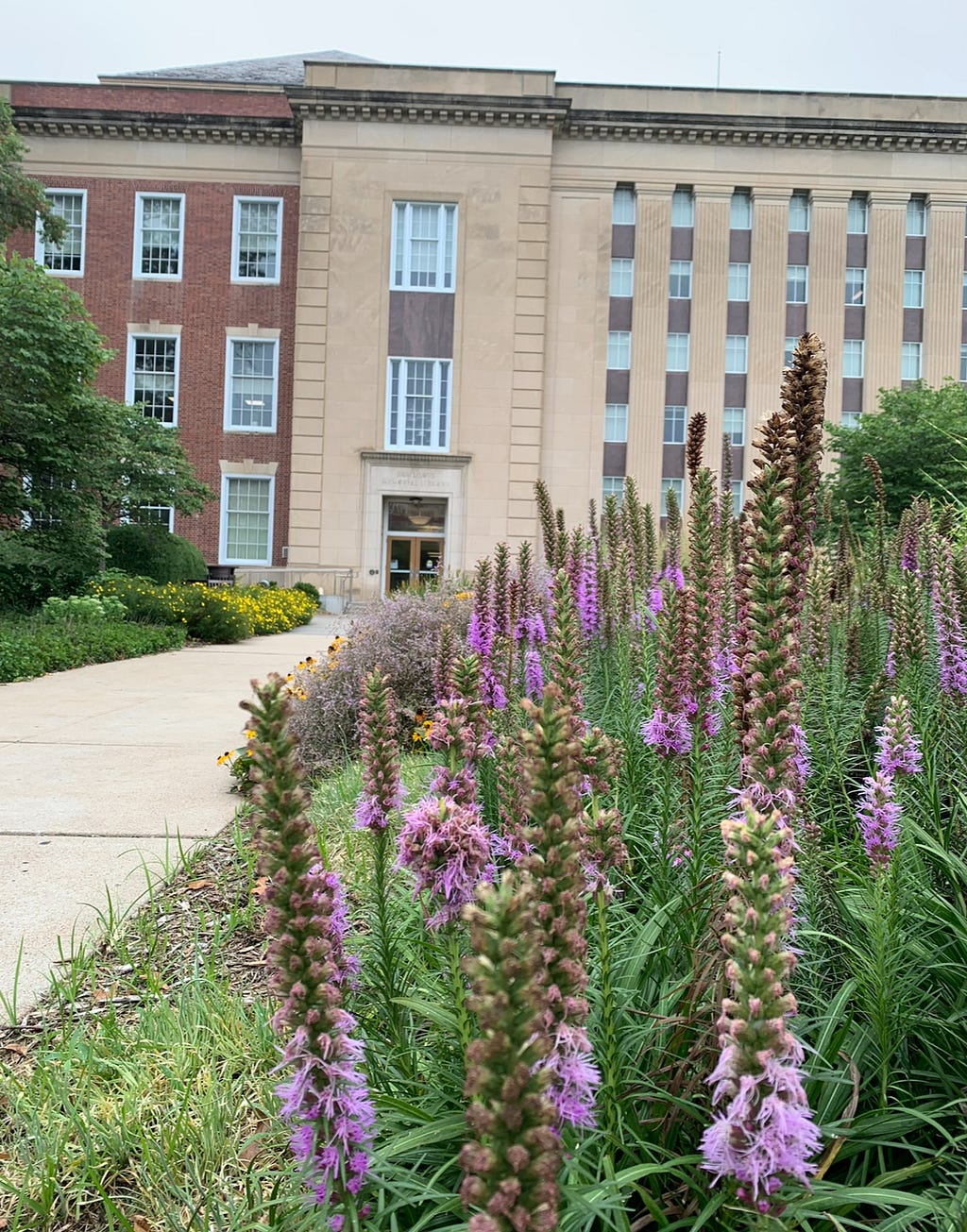 Flowers bloom outside Love Library
