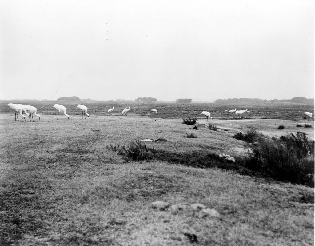 Black and white photo of whooping cranes in field