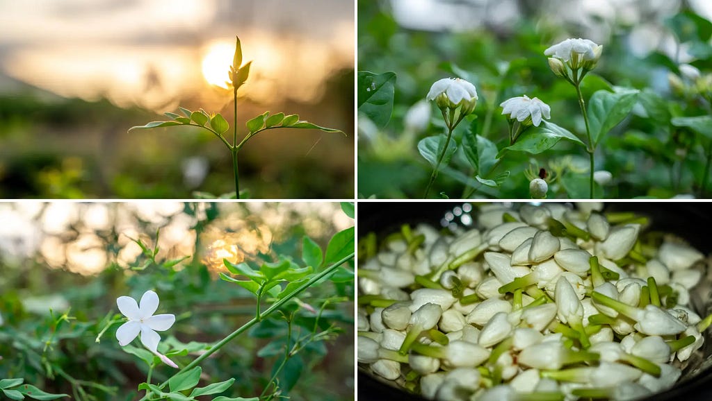 Jasmine Plant images at NaturePicStock