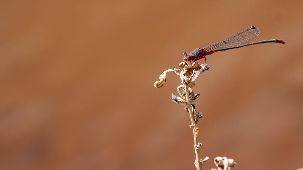 A orangeblack Hawaiian damselfly sits on a branch. It is reddish orange with black spots and a black tail.