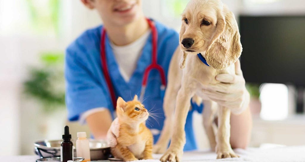 What are the vaccination and deworming protocols for dogs and cats?