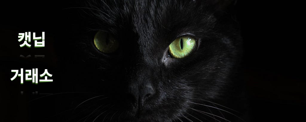 black cat with beautiful green eyes
