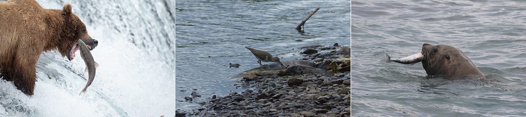 Brown bear catching a salmon with its mouth over a waterfall. Spotted sandpiper forages over the carcass of a salmon at the edge of a riverbank. Sea lion in the water with a salmon in its mouth.