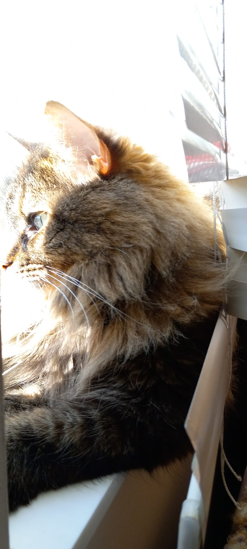 Hermione Granger is a maine coon mix cat. She’s sitting on a window ledge looking out the window as the sun streams in and lights her face