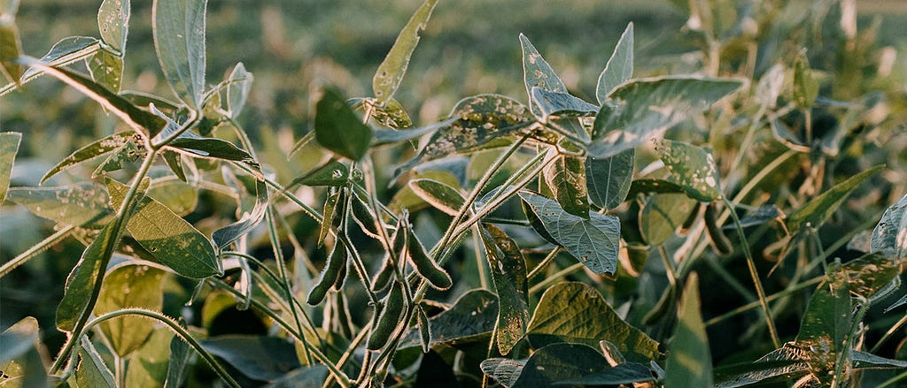 A cluster of green soy plants with bloomed soybeans fruits. Some of the leaves have holes in them as if nibbled on by a caterpillar.