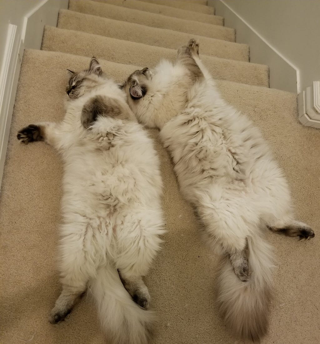 Mochi (left) and Sushi (right) napping at the top of the stairs.