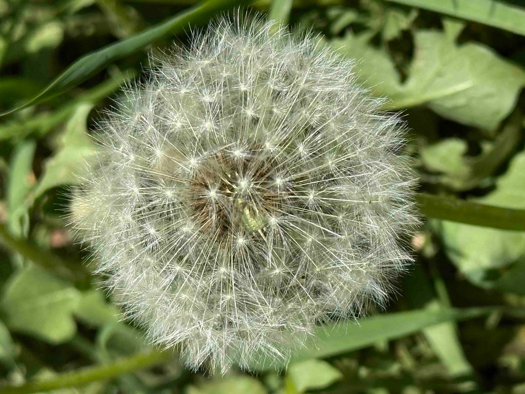 A close-up image of a dandelion seed head. The dandelion is in full seed stage, with numerous white, fluffy seeds radiating from the center. The background consists of green leaves and grass, slightly out of focus, highlighting the intricate details of the dandelion seeds.