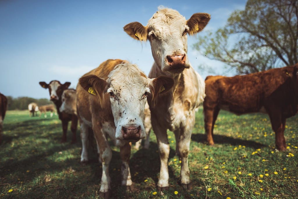 Imagem retirada do site unsplash — Vacas num campo