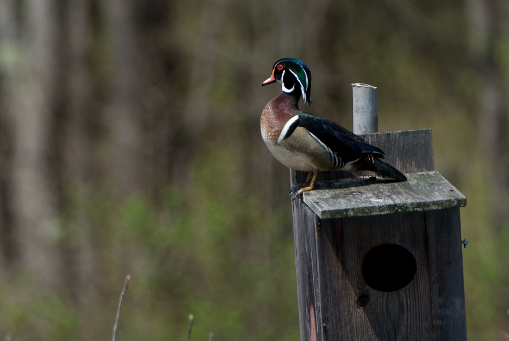 Male wood duck (Aix sponsa) standing atop his nesting box.