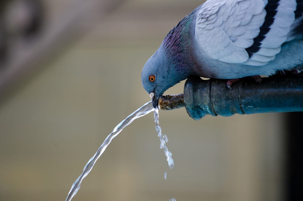 animal-avian-beak-bird