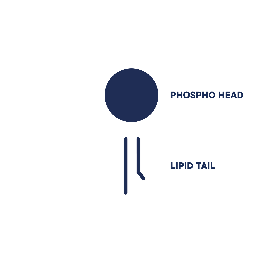 The image shows a typical phospholipid that has a water-loving phospho head and two water-repelling lipid tails.