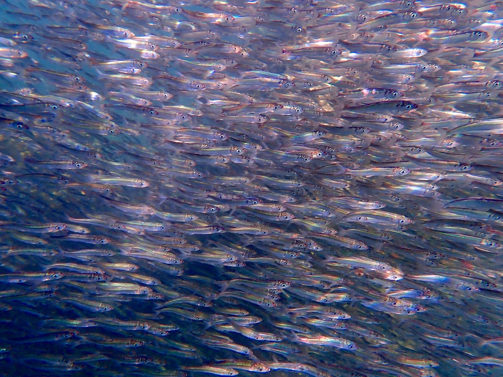 a school of shiny silver fish