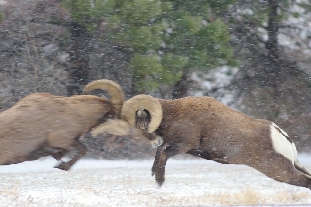 two male bighorn sheep clashing horns