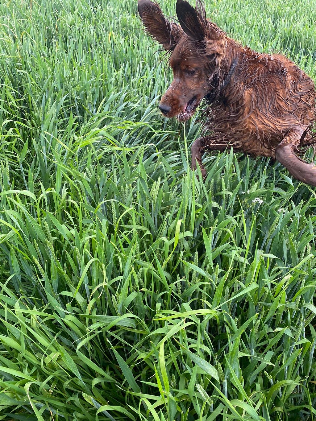 Ruibin the Irish Setter jumping through grass