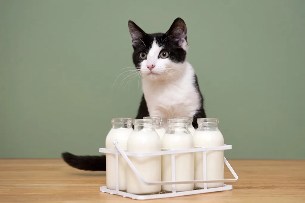 A six-pack of small glass bottles full of milk, sitting on a wooden table in front of a black-and-white cat and a green background.