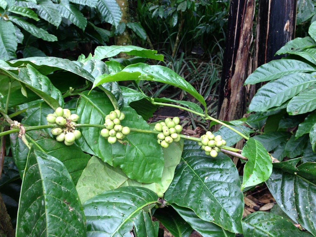 photo of coffee seeds, photo by author